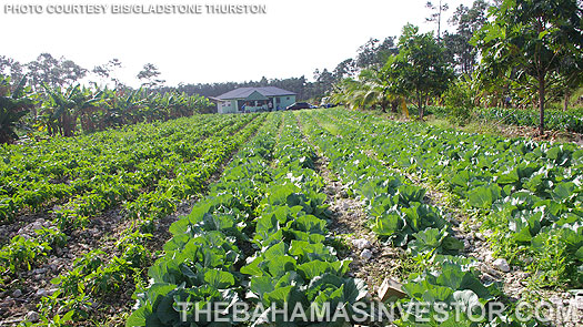 Lush winter vegetables