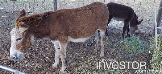 Donkeys