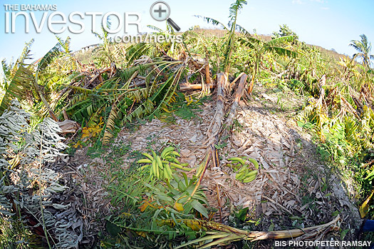 A banana farm in Long Island was destroyed